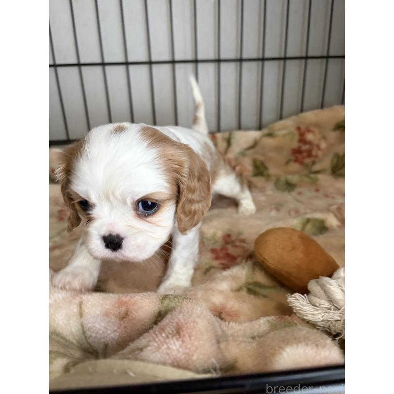 販売中の岡山県のキャバリアキングチャールズスパニエル-437375の2枚目