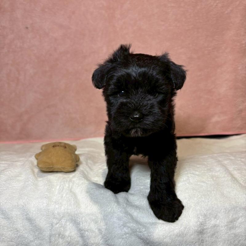 販売中の大阪府のミニチュアシュナウザー-441491の9枚目