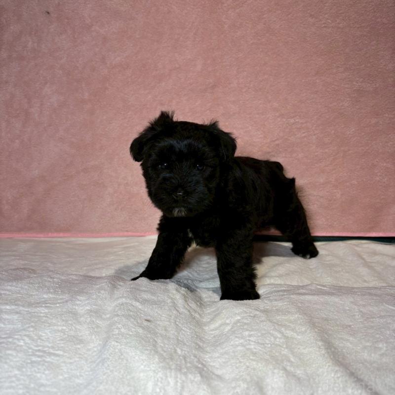 販売中の大阪府のミニチュアシュナウザー-441491の7枚目