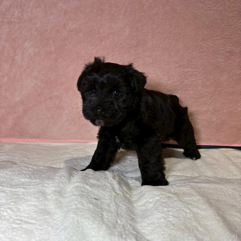 販売中の大阪府のミニチュアシュナウザー-441491の6枚目