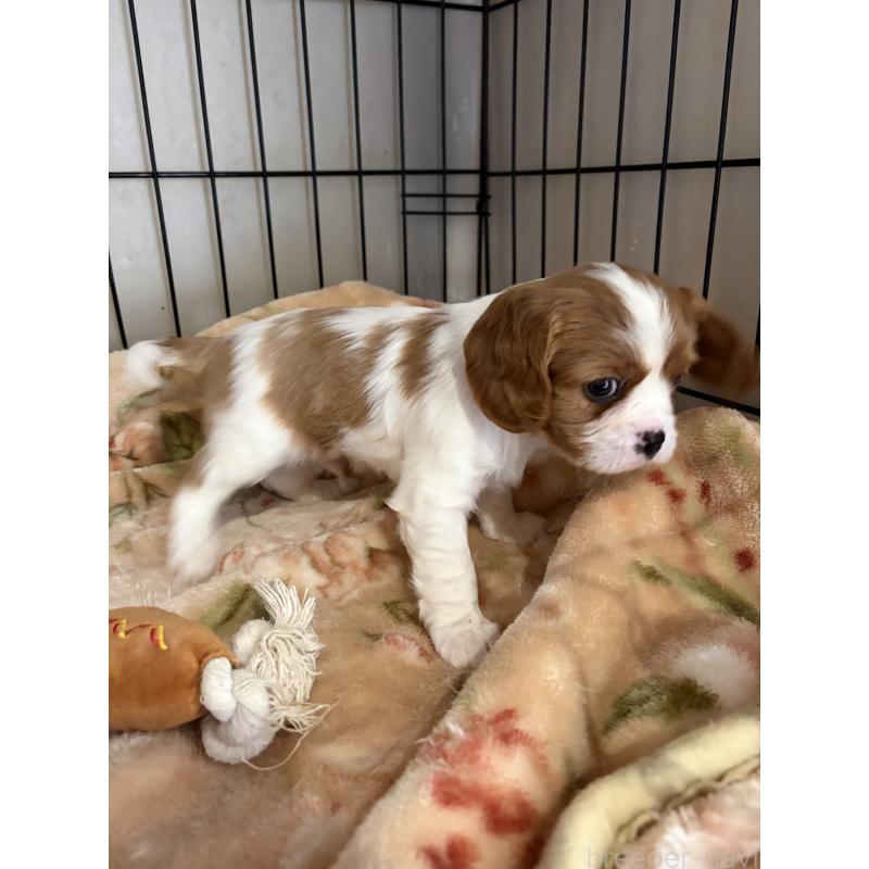 販売中の岡山県のキャバリアキングチャールズスパニエル-437243の6枚目