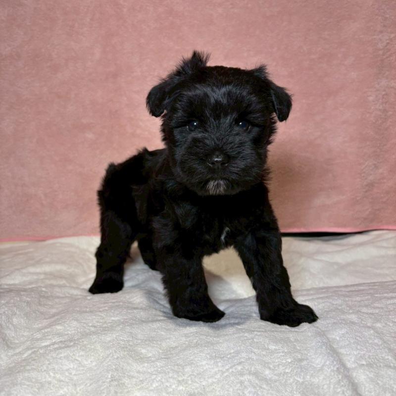 販売中の大阪府のミニチュアシュナウザー-441491の5枚目