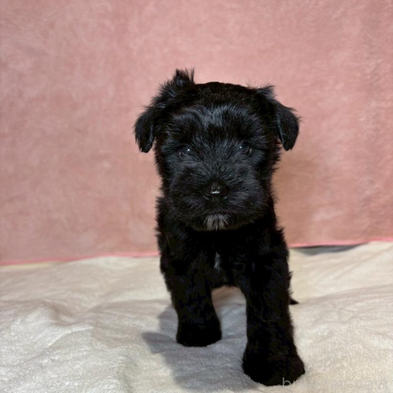 販売中の大阪府のミニチュアシュナウザー-441491の4枚目