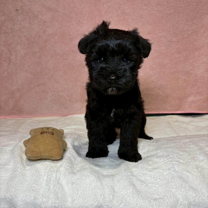 販売中の大阪府のミニチュアシュナウザー-441491の3枚目