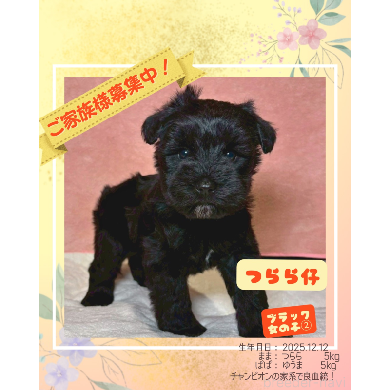 販売中の大阪府のミニチュアシュナウザー-441491