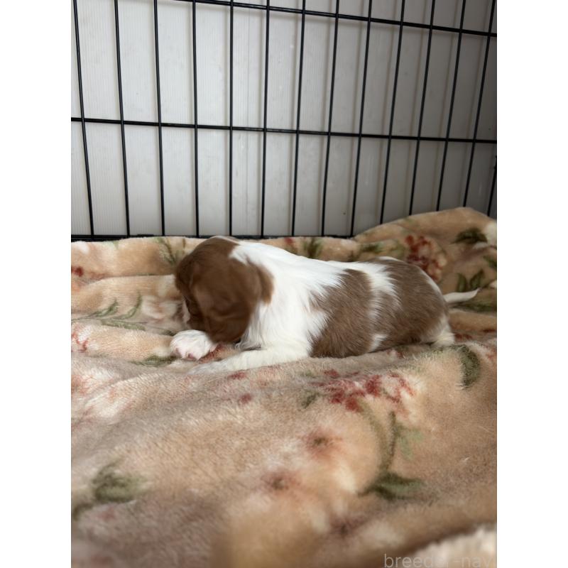 販売中の岡山県のキャバリアキングチャールズスパニエル-437243の4枚目