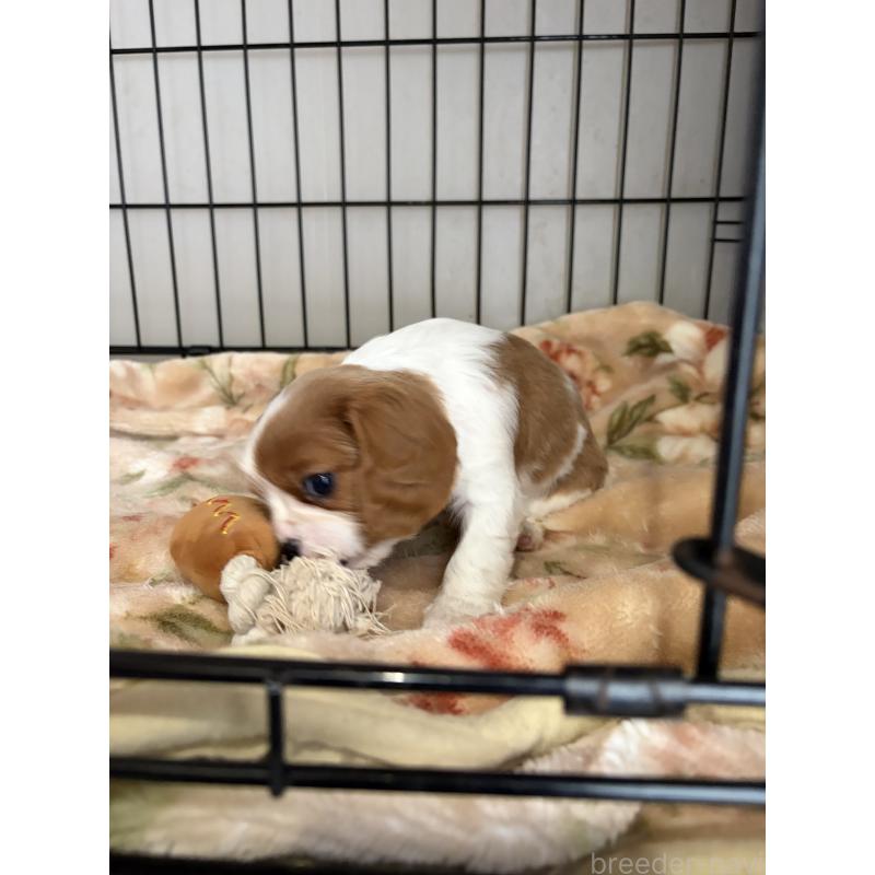 販売中の岡山県のキャバリアキングチャールズスパニエル-437243の2枚目