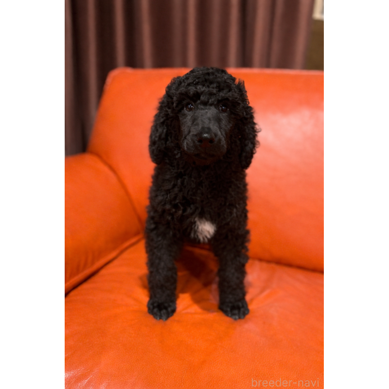 販売中の山梨県のスタンダードプードル-441493の2枚目