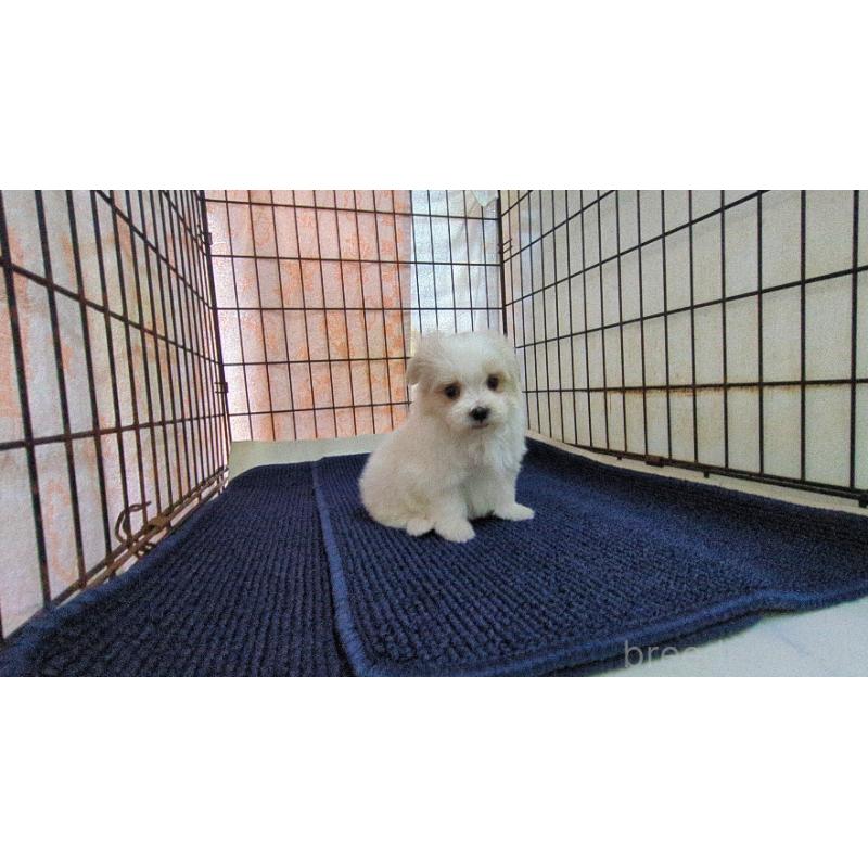 販売中の茨城県のマルチーズ-441492の6枚目