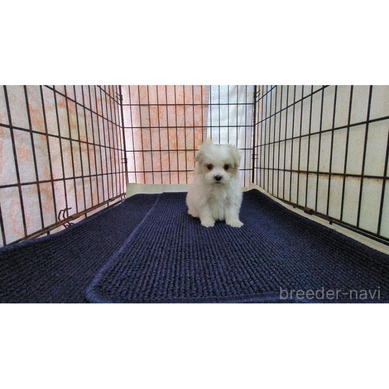 販売中の茨城県のマルチーズ-441492の5枚目