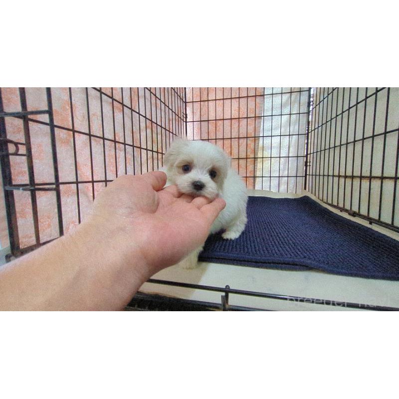 販売中の茨城県のマルチーズ-441492の4枚目