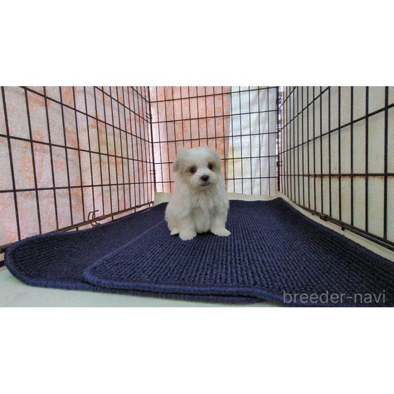 販売中の茨城県のマルチーズ-441492の3枚目