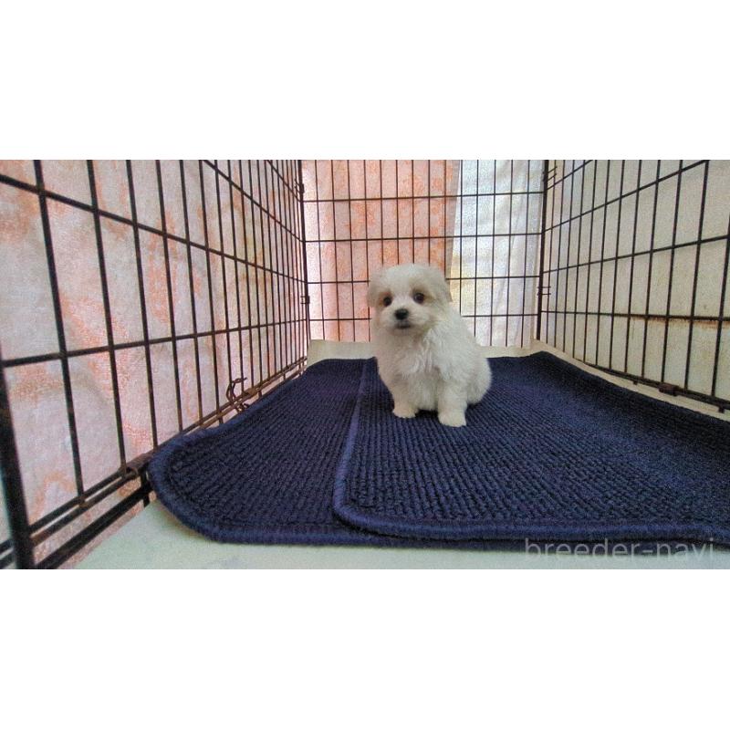 販売中の茨城県のマルチーズ-441492の2枚目