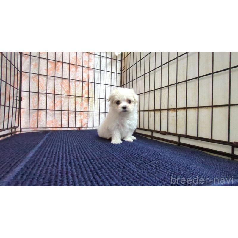 販売中の茨城県のマルチーズ-441494の1枚目