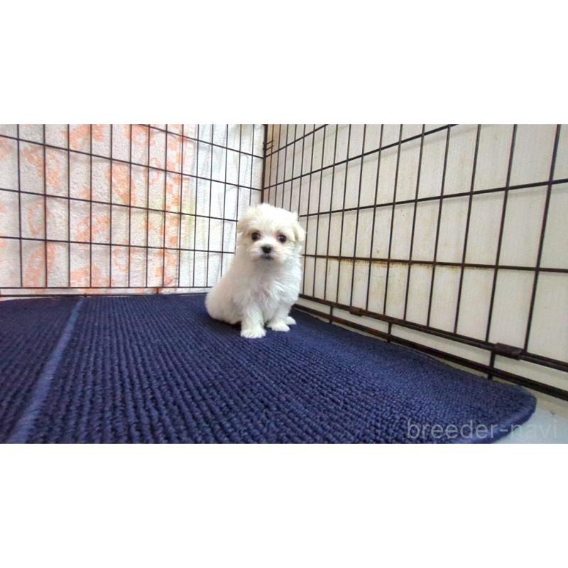 販売中の茨城県のマルチーズ-441494の4枚目