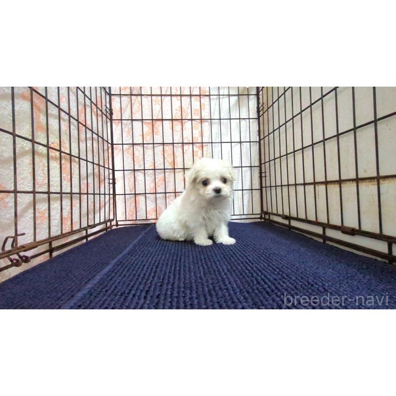 販売中の茨城県のマルチーズ-441494の2枚目