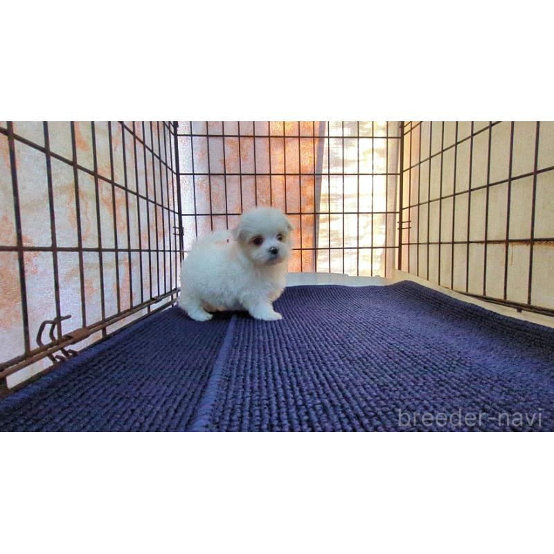 販売中の茨城県のマルチーズ-441495の4枚目