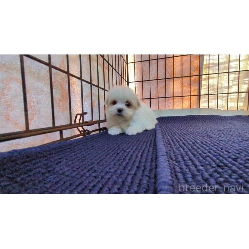 販売中の茨城県のマルチーズ-441495の3枚目
