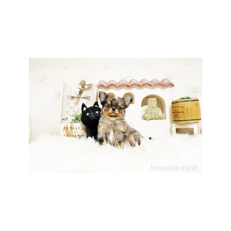 販売中の佐賀県のチワワ(ロングコート)-441496の5枚目