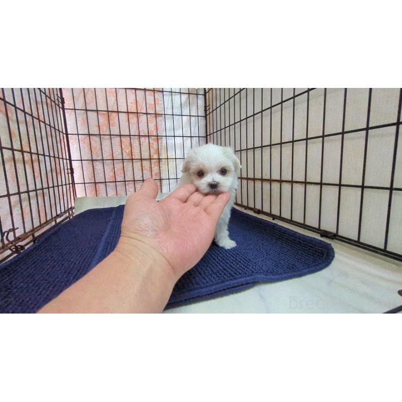 販売中の茨城県のマルチーズ-441498