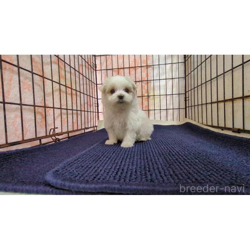 販売中の茨城県のマルチーズ-441498の6枚目