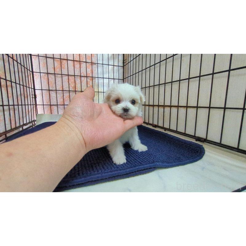 販売中の茨城県のマルチーズ-441498の5枚目