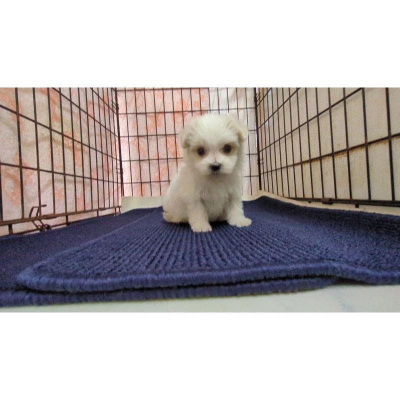 販売中の茨城県のマルチーズ-441498の4枚目