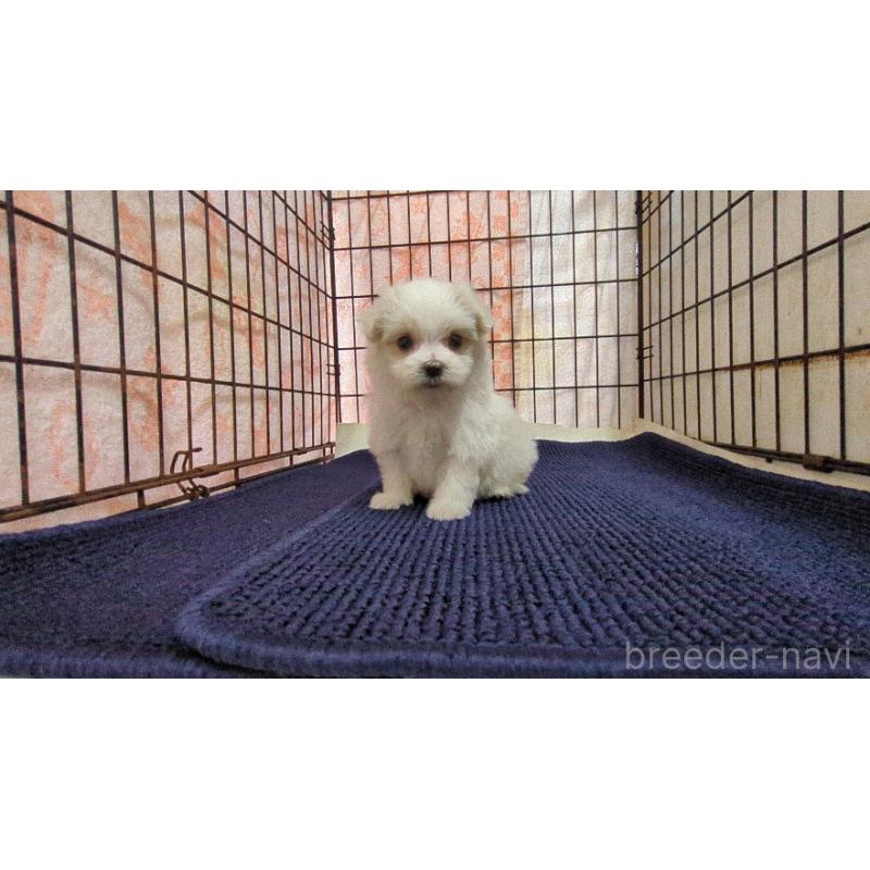 販売中の茨城県のマルチーズ-441498の3枚目