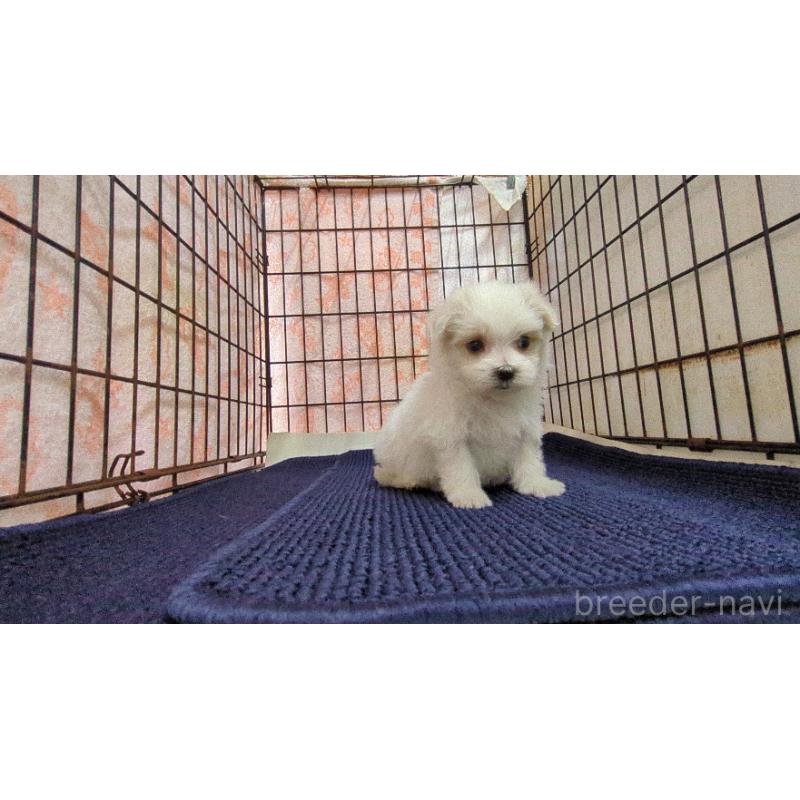 販売中の茨城県のマルチーズ-441498の2枚目