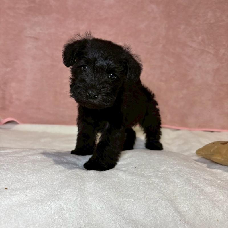 販売中の大阪府のミニチュアシュナウザー-441500の7枚目