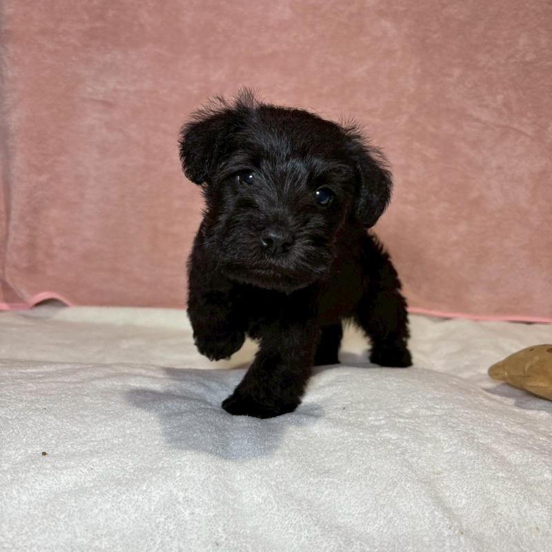 販売中の大阪府のミニチュアシュナウザー-441500の6枚目