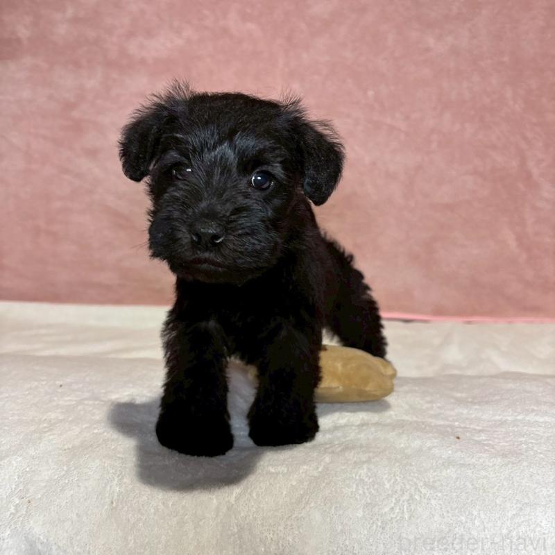 販売中の大阪府のミニチュアシュナウザー-441500の4枚目