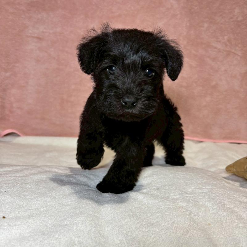 販売中の大阪府のミニチュアシュナウザー-441500の3枚目