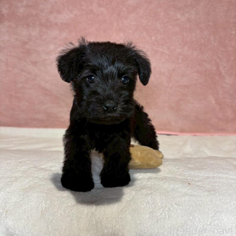 販売中の大阪府のミニチュアシュナウザー-441500の2枚目