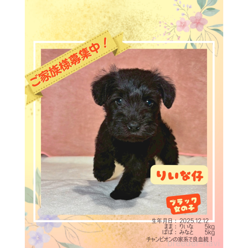 販売中の大阪府のミニチュアシュナウザー-441500