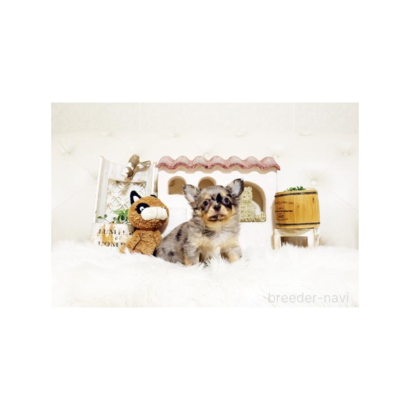 販売中の佐賀県のチワワ(ロングコート)-441497の5枚目