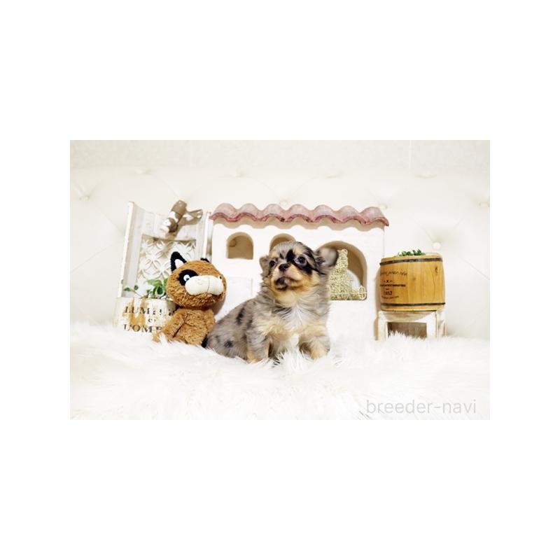 販売中の佐賀県のチワワ(ロングコート)-441497の4枚目