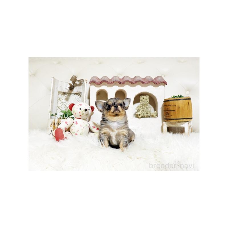 販売中の佐賀県のチワワ(ロングコート)-441499の5枚目