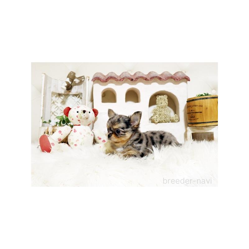 販売中の佐賀県のチワワ(ロングコート)-441499の4枚目