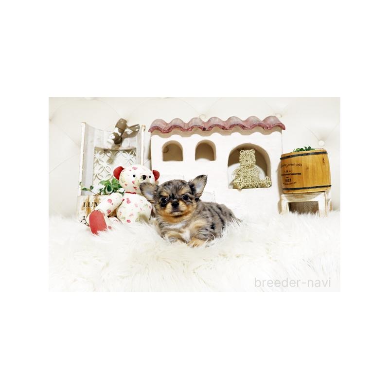 販売中の佐賀県のチワワ(ロングコート)-441499の3枚目