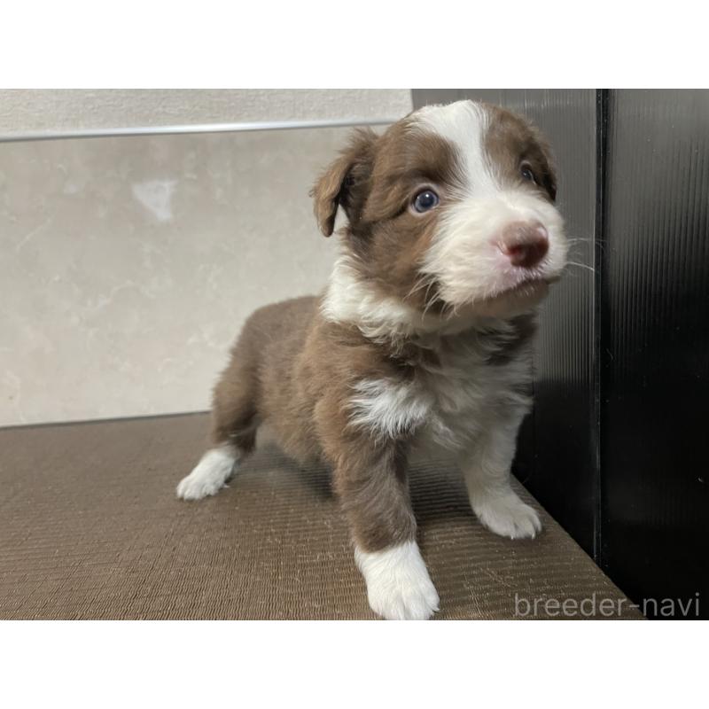 成約済の東京都のボーダーコリー-437712の6枚目