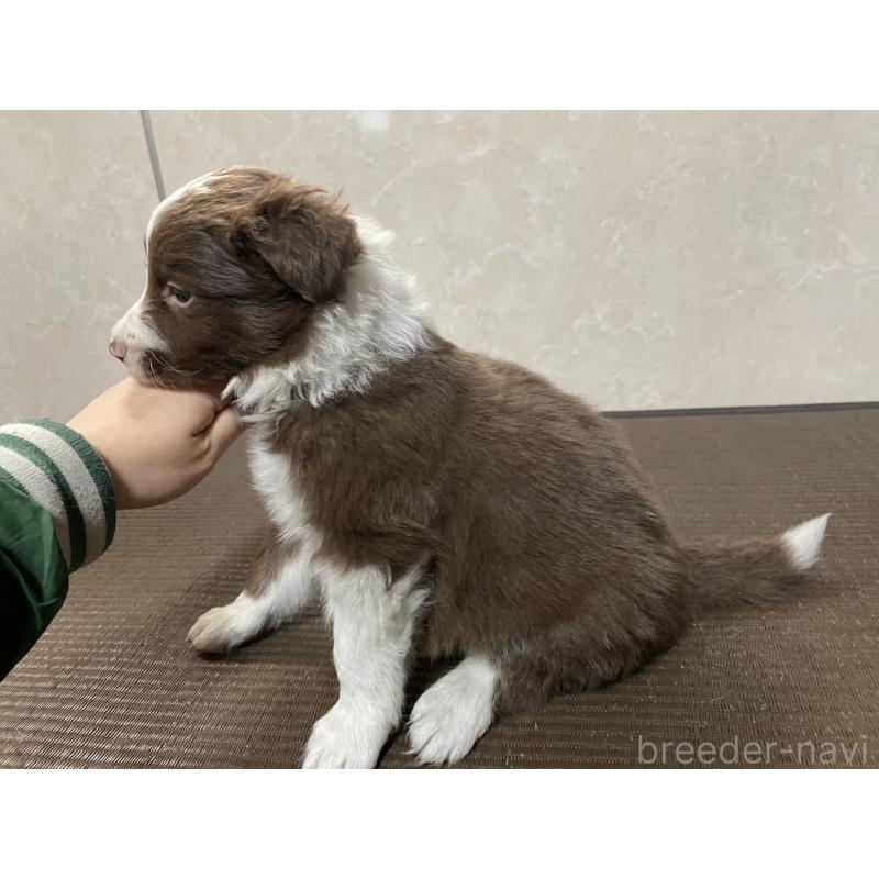 成約済の東京都のボーダーコリー-437712の4枚目