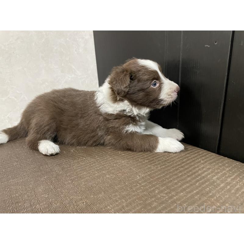 成約済の東京都のボーダーコリー-437712の3枚目