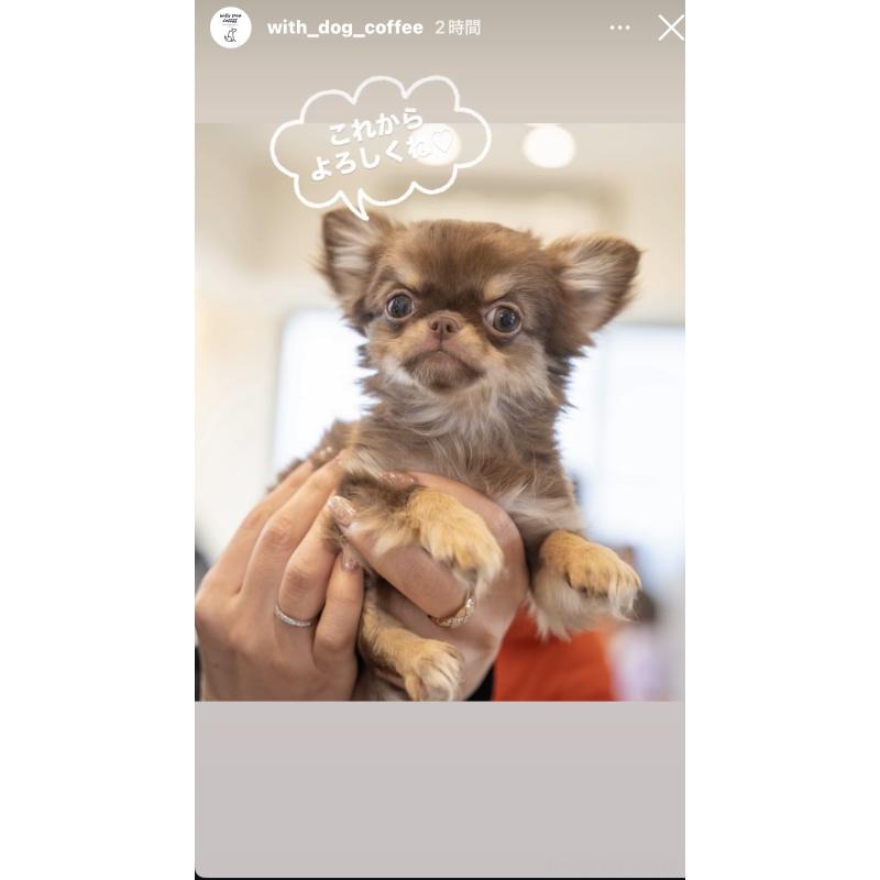 販売中の福岡県のチワワ(ロングコート)-441506の1枚目