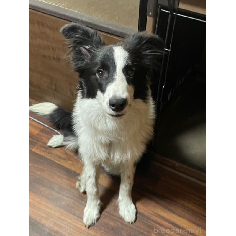 商談中の東京都のボーダーコリー-407667の4枚目