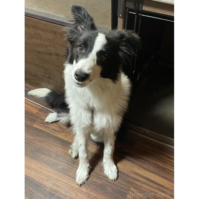 販売中の東京都のボーダーコリー-407667