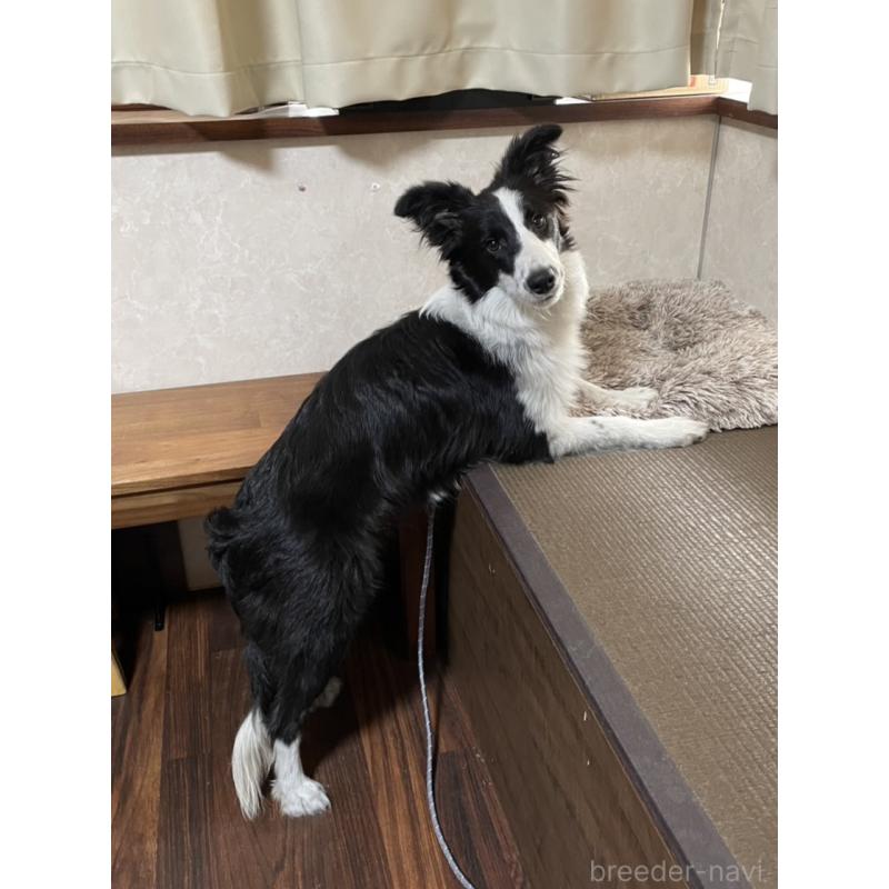 商談中の東京都のボーダーコリー-407667の3枚目