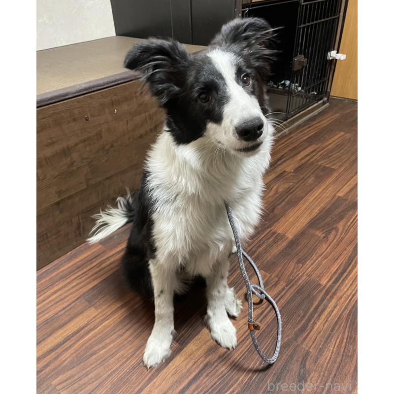 商談中の東京都のボーダーコリー-407667の2枚目