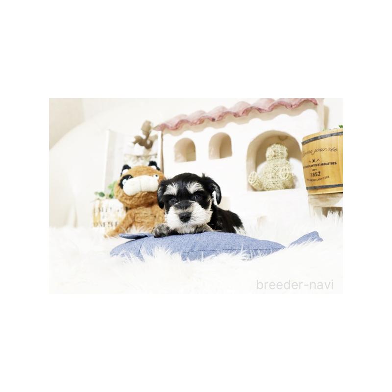 販売中の佐賀県のミニチュアシュナウザー-441502の5枚目