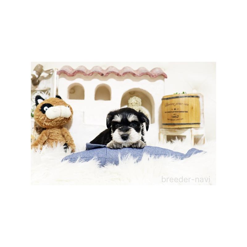 販売中の佐賀県のミニチュアシュナウザー-441502の4枚目